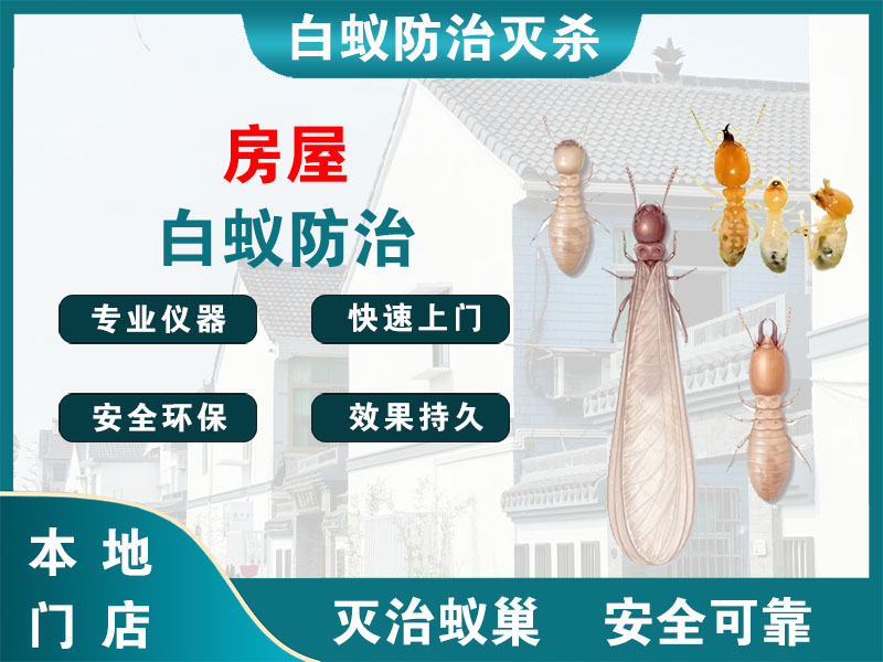 宿城房屋白蚁防治